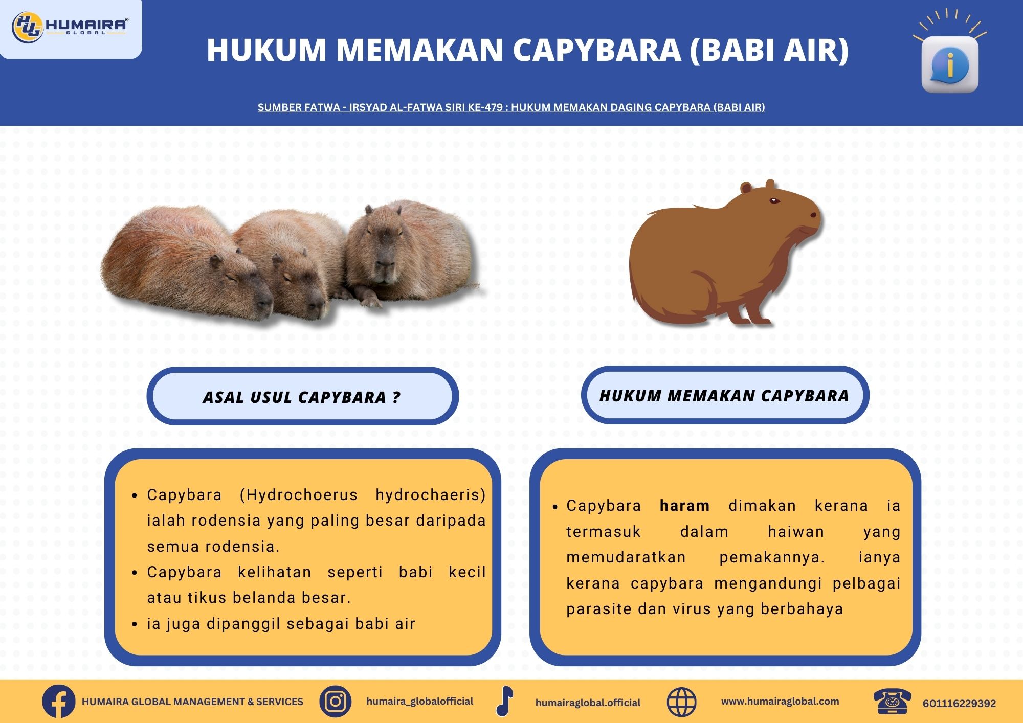 Blog Hukum Memakan Daging Capybara Humaira Global Management Services